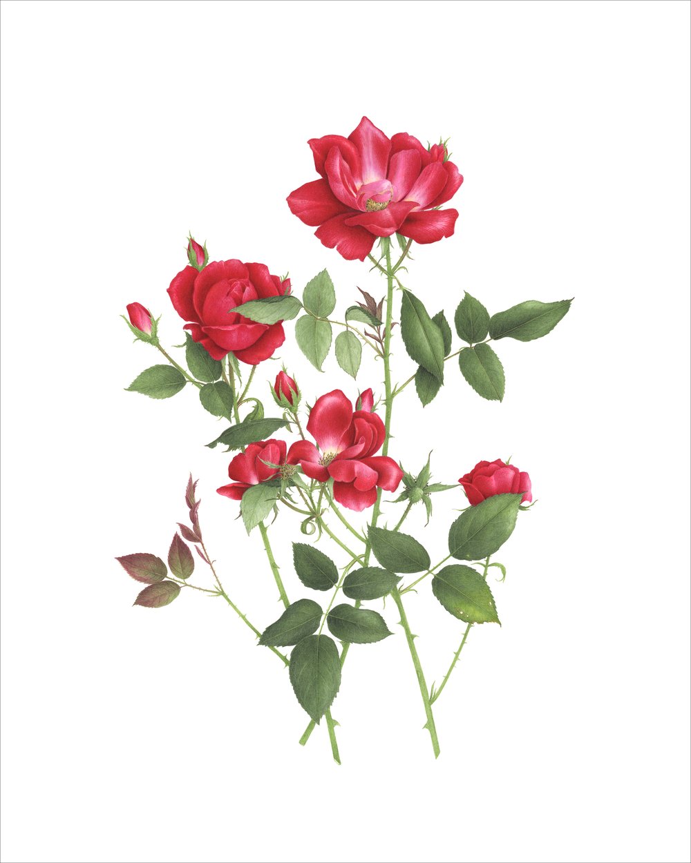 Juin 2018. The World Federation of Rose Societies (WFRS).