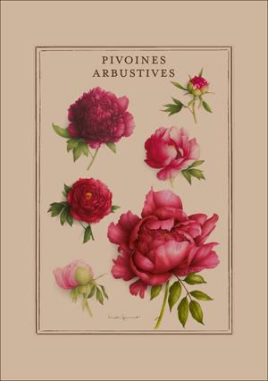 Notebook Peonies