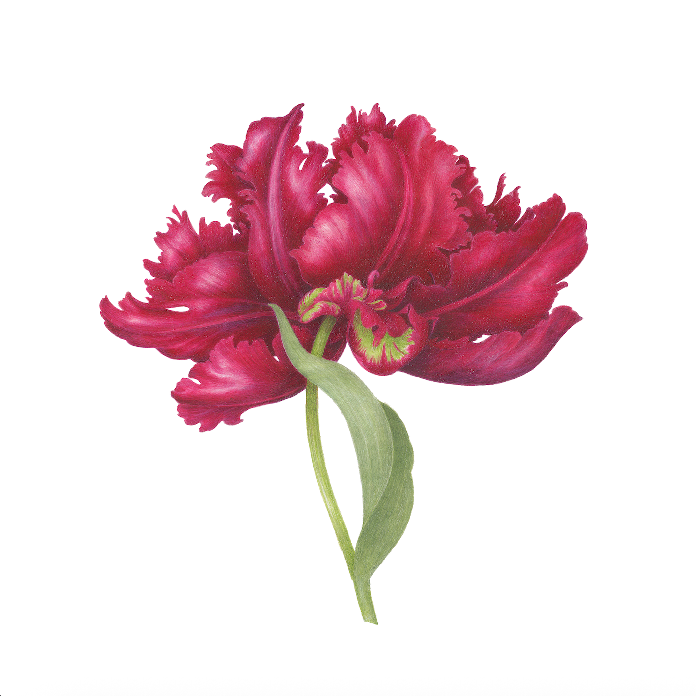 Red Tulip
