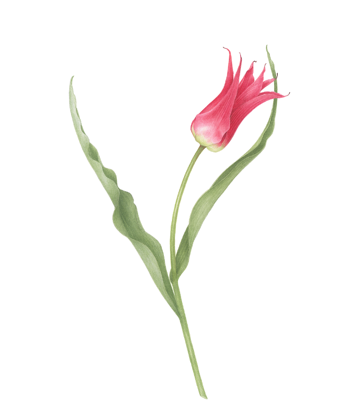 Pink tulip