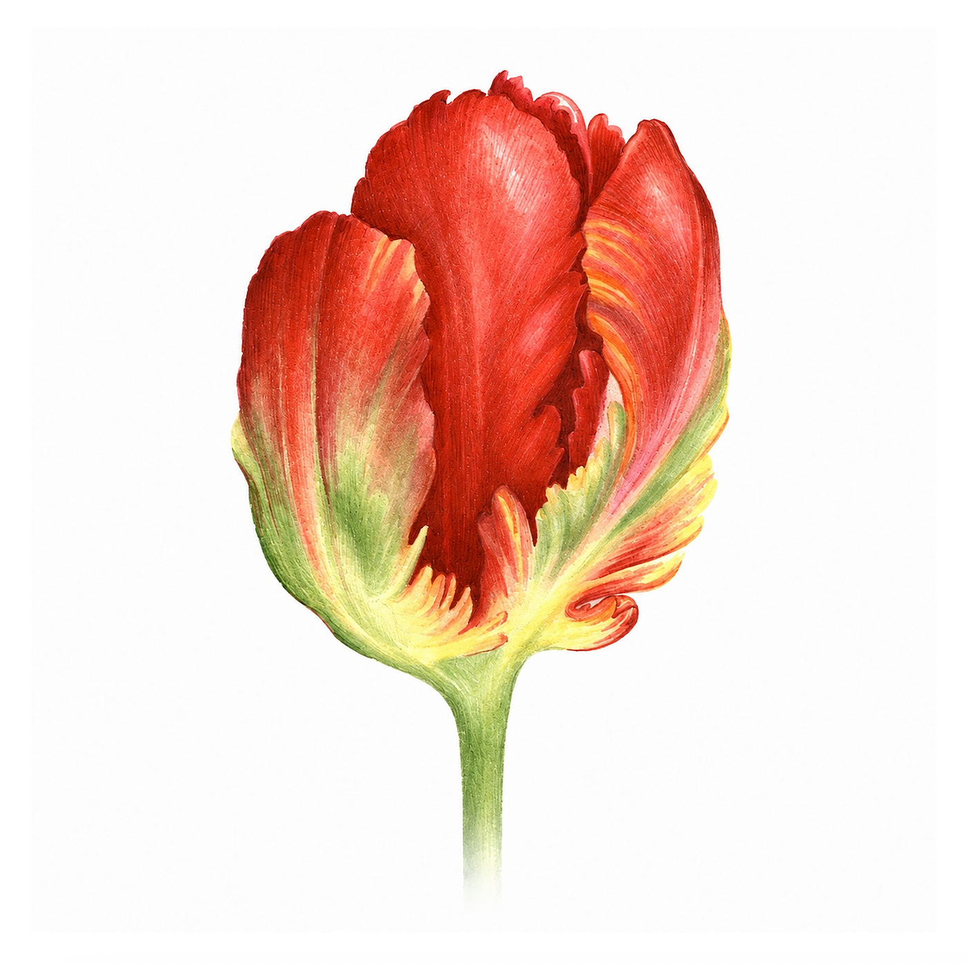 Tulip Rococo