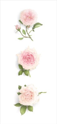 Triptych of 3 pale Roses