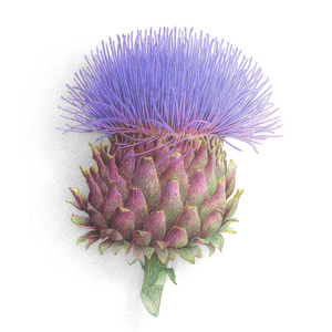 Artichoke flower