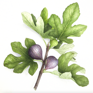 Fig tree
