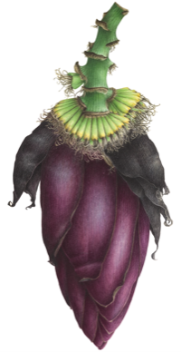 Banana's flower
