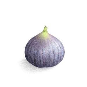 Fig
