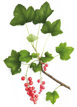 Redcurrants
