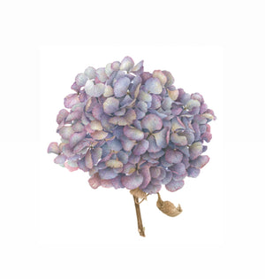 Hydrangea (dry)