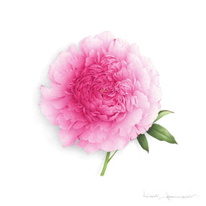Pink Peony