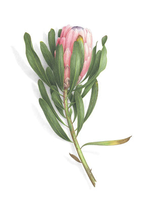 Protea