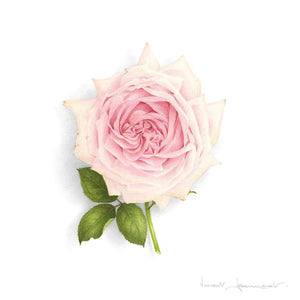 Rose - La France