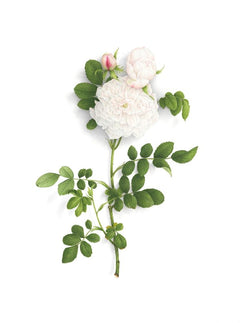 Rose_Madame_Plantier_240x.jpg?