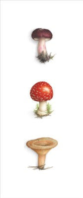 Triptych of 3 Mushrooms - Amanite/Lactaire/Russula