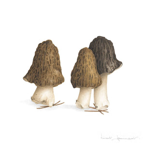 Morels