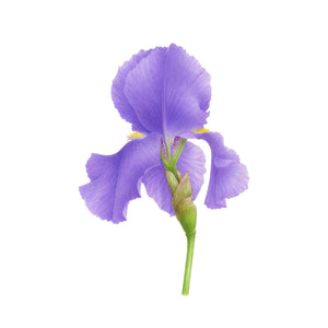 Mauve iris