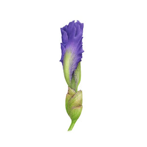 Iris bud