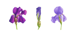 Triptych of Irises