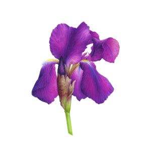 Purple Iris