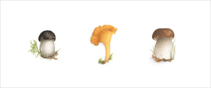 Triptych of 3 mushrooms - Boletus/Chanterelle/Bordeaux Cep