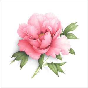 Salmon pink Peony