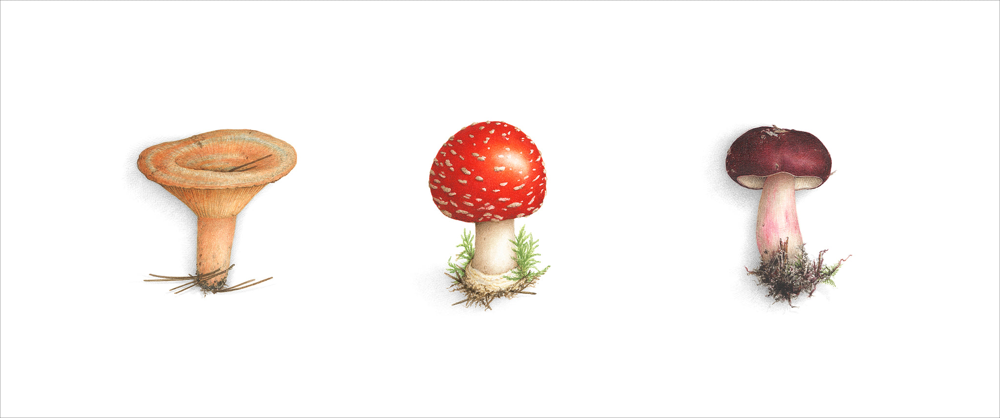 Triptych of 3 Mushrooms - Amanite/Lactaire/Russula