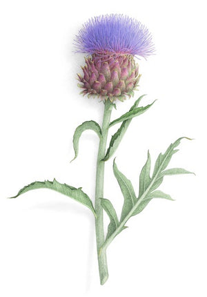 Artichoke in bloom