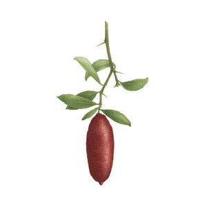 Red lemon caviar