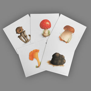 Box of 5 cards - Mushrooms