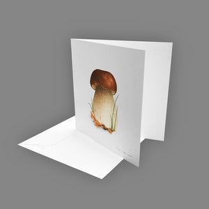 Box of 5 cards - Mushrooms