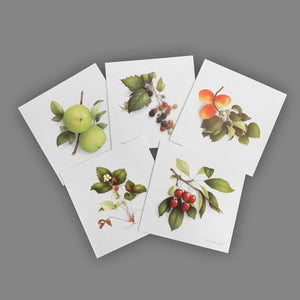 Box of 5 Cards - Fruits