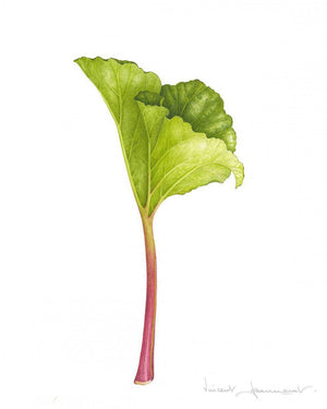 Rhubarb