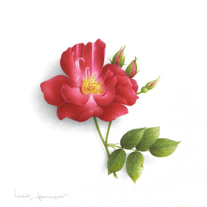 Rose - Gloire des rosomanes