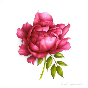Red Peony