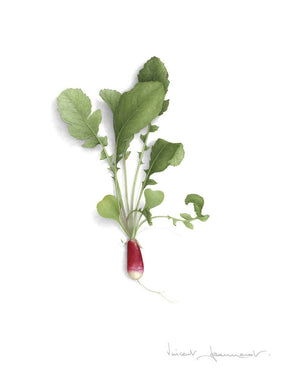 Radish