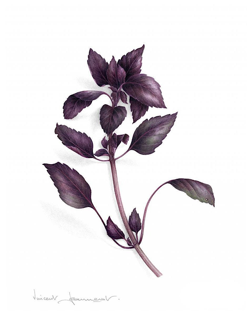 Basil Botanical Drawing