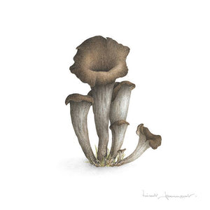 Trompettes de la mort