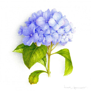 Blue Hydrangea