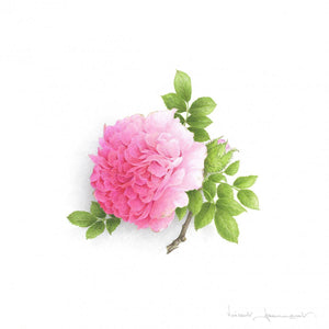 Rose - Roxburghii