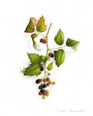 Autumn blackberries