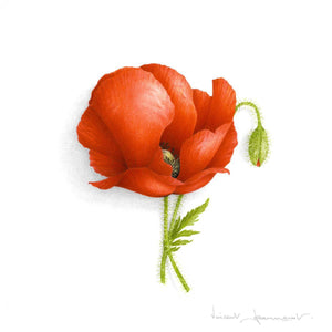 Poppy