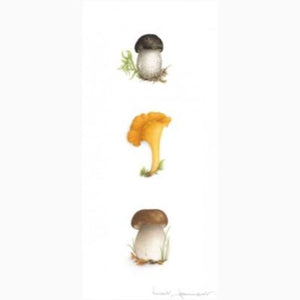 Triptych of 3 mushrooms - Boletus/Chanterelle/Bordeaux Cèpe