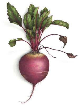 Wallpaper "BEETROOT"