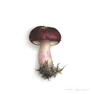 Russule