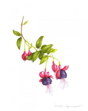 Fuschias