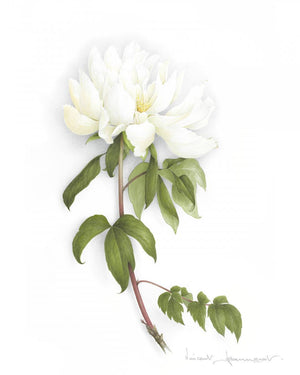 Large white peony