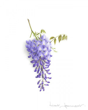 Wisteria