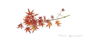 Japanese maple