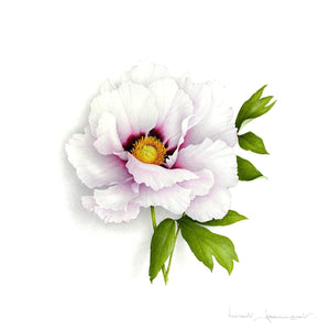 White Peony