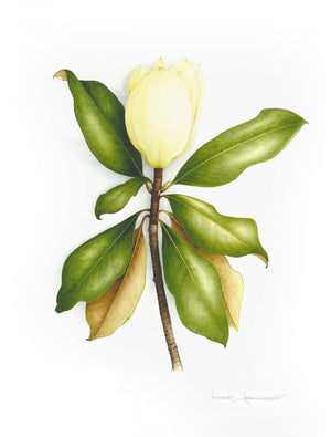 Magnolia