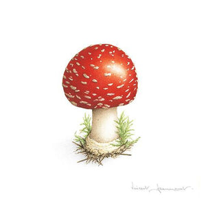 Amanite tue-mouches